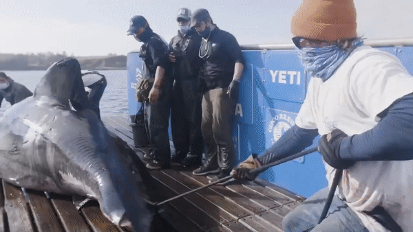 Cá mập trắng khổng lồ được mệnh danh là Nữ hoàng đại dương. Ảnh: OCEARCH