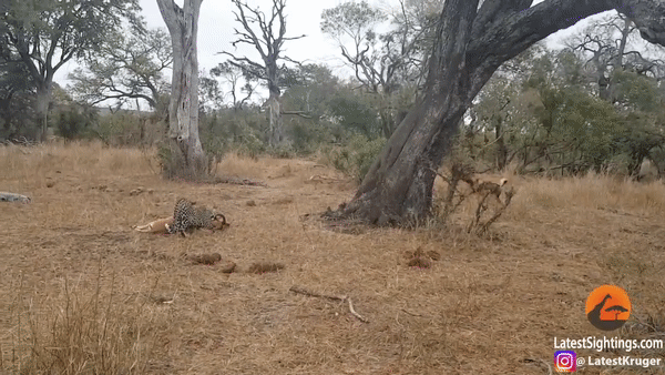 Báo hoa ''bỏ của chạy lấy người''. Ảnh: Kruger Sightings