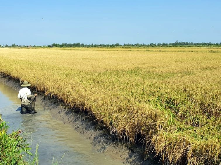 Mô hình lúa tôm tại Bạc Liêu (ảnh Nhật Hồ)