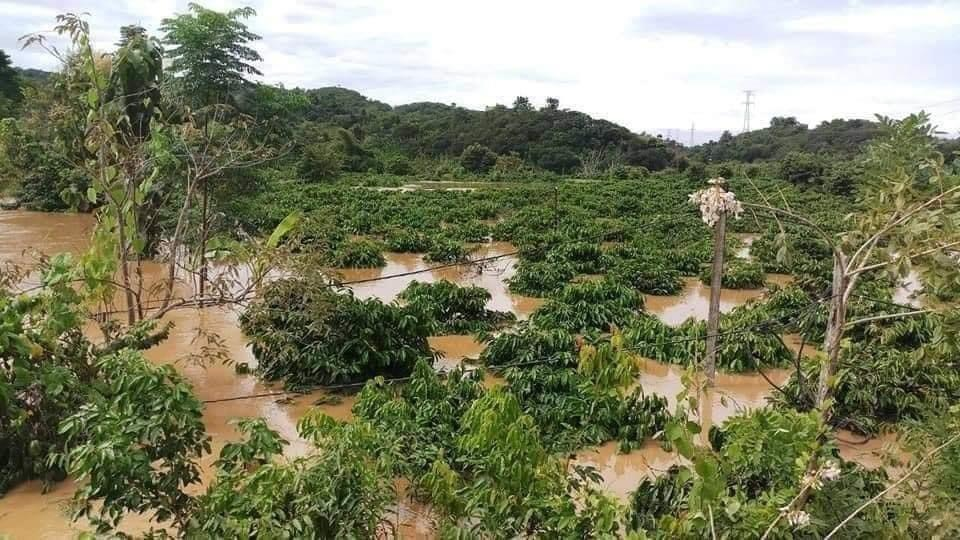 Hoa màu của người dân huyện Krông Nô, tỉnh Đắk Nông ngập sâu trong nước lũ. Ảnh T.X