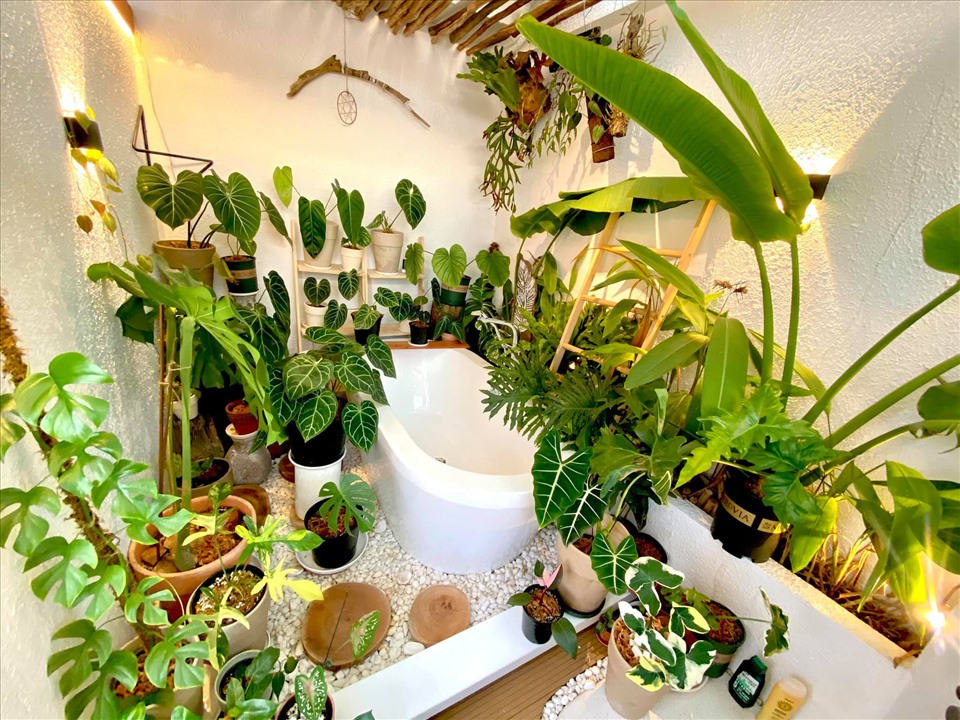 Nam nghệ sĩ cho biết anh chú trọng đến việc chăm sóc cây cảnh trong khu vườn.