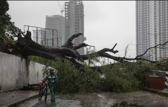 A large tree was struck by Typhoon Vamco across the street in Quezon City on November 12.  Photo: Reuters