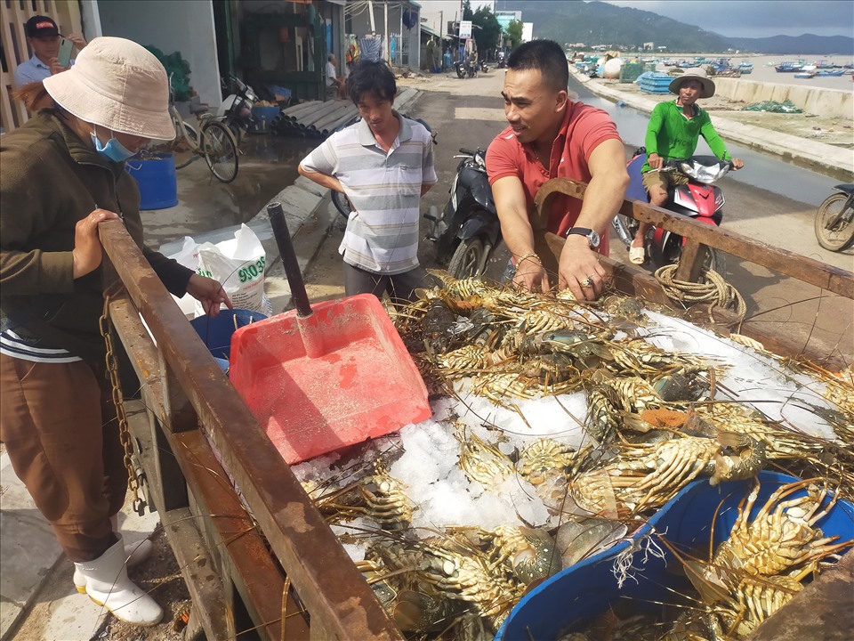 Tôm hùm chết hàng loạt ở thị xã Sông Cầu, Phú Yên được người dân vớt lên bờ.