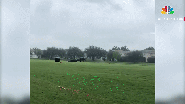 Con cá sấu khổng lồ xuất hiện trên một sân golf ở Florida, Mỹ, giữa lúc cơn bão Eta đổ bộ hôm 11.11. Ảnh: NBC