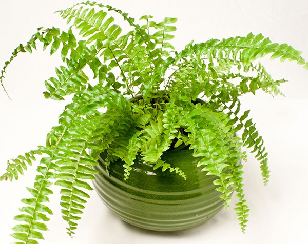 Cây dương xỉ. Ảnh: Cayvahoa