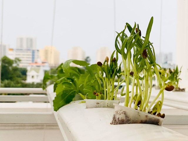 Khu vườn rau của Đại Nghĩa được nhiều nghệ sĩ hỏi bí quyết để áp dụng trồng cho gia đình. Ảnh: NSCC