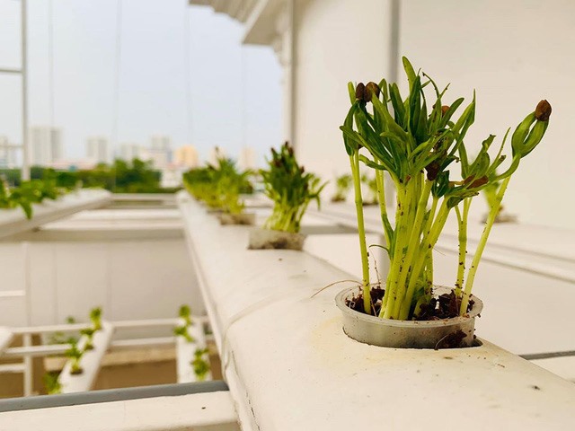 MC Đại Nghĩa tiết lộ vườn rau được anh trồng hoàn toàn không sử dụng các loại thuốc hóa học để đảm bảo sức khỏe.