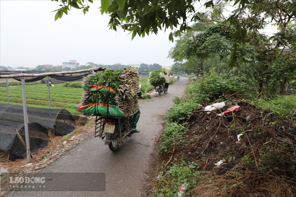 Các thương lái đến tận vườn thu mua và liên tục chở hoa đi tiêu thụ. Ảnh: Phương Duy