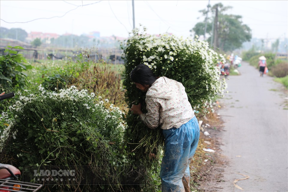 Nhiều chủ vườn cũng tự cắt hoa rồi đem ra chợ đầu mối bán. Ảnh: Phương Duy