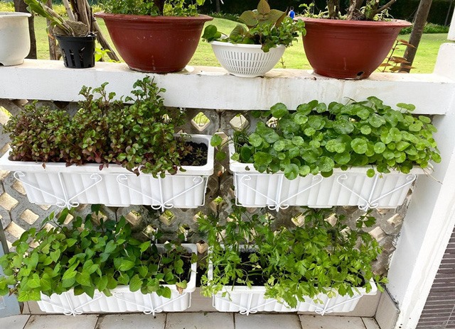 Trịnh Kim Chi tiết lộ, ông xã phụ trách chăm sóc khu vườn những khi chị bận việc. Hiện vườn nhà chị có nhiều loại cây ăn trái như khế, cóc, ổi, lựu, hồng xiêm, roi đã cho quả; cà chua, ớt, quất... sai lúc lỉu nhờ bàn tay anh vun xới.