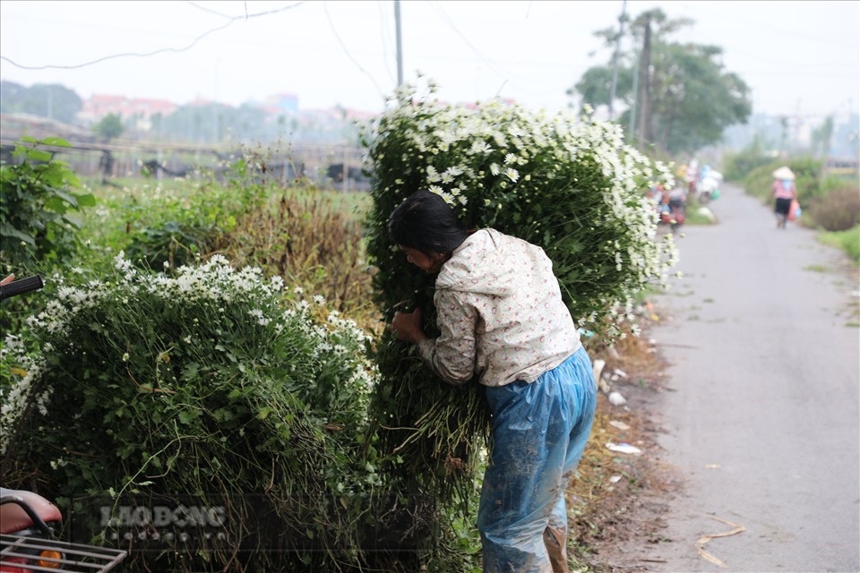 Theo các chủ vườn, so với thời điểm đầu năm khi dịch COVID-19 bùng nổ, giá hoa có dấu hiệu tăng trở lại. Tuy nhiên giá tăng thấp, so với các năm trước không đáng kể.