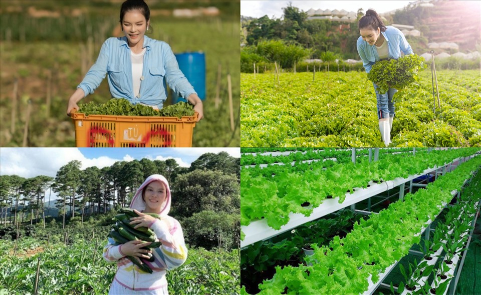 Một ngày làm nông dân hái rau, củ tại vườn 50 hecta ở Đà Lạt của Lý Nhã Kỳ