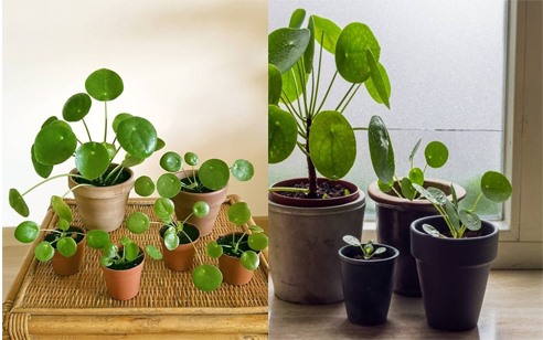 Cây cỏ gương còn có ý nghĩa phong thủy tốt. (Đồ họa: TT)