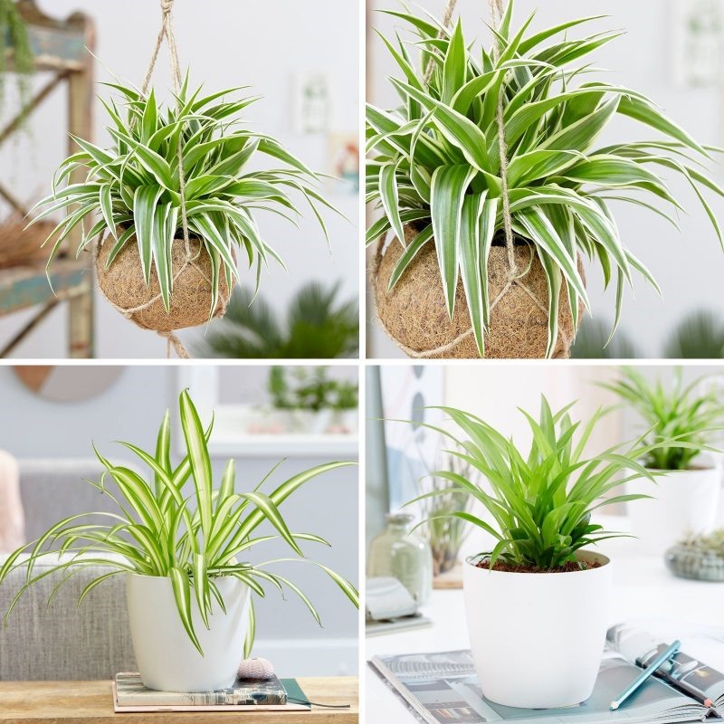 Cây dây nhện là một trong những loại cây trồng trong nhà thân thiện với vật nuôi. (Ảnh: ĐTN)