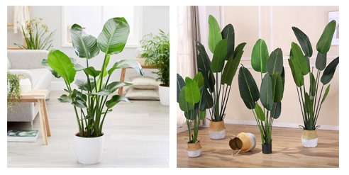 Cây chuối cảnh an toàn với thú cưng nhà bạn. (Đồ họa: TT)