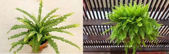 Cây dương xỉ được nhiều gia chủ lựa chọn làm cây cảnh trong nhà. (Đồ họa: TT)