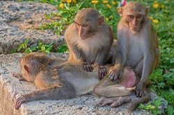Người dân Đà Nẵng vô tư cho khỉ ăn ở Sơn Trà, bỏ qua các khuyến cáo