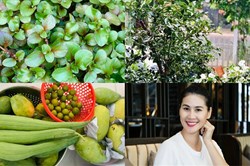 Khám phá vườn rau xanh mướt trong biệt thự của Thân Thúy Hà "Vua bánh mì"