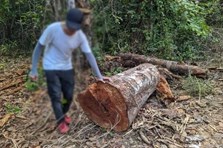 Đi sâu vào rừng đặc dụng ở Tây Ninh, phát hiện nhiều gỗ quý bị đốn hạ