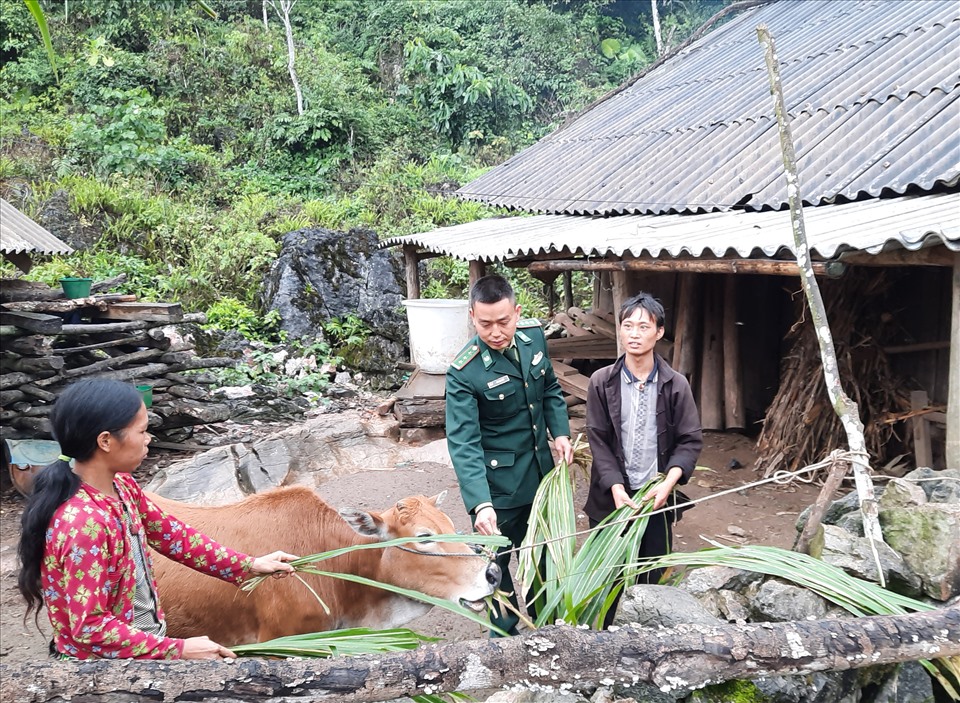 Hàng ngày anh Dống và vợ thay nhau chăm sóc con bò để mong đến ngày được hưởng thành quả. Ảnh: V.Dũng.