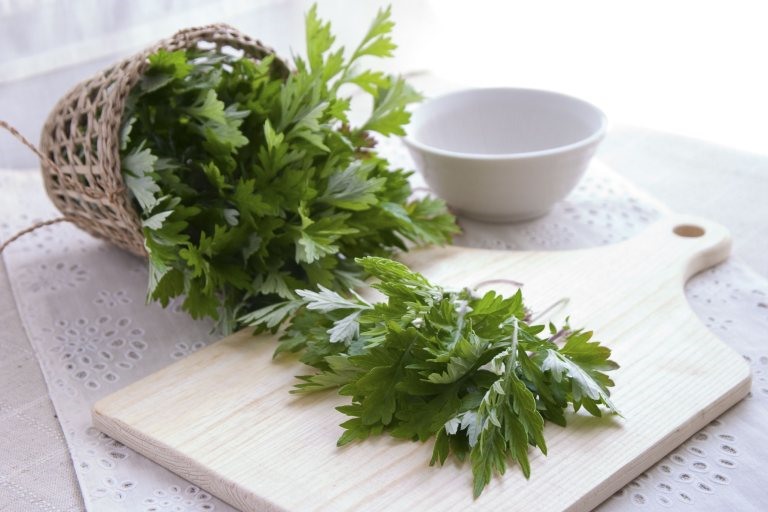 Từ xa xưa, ngải cứu đã được áp dụng vào việc điều trị các bệnh liên quan đến đường hô hấp. Ảnh: vpeg.vn