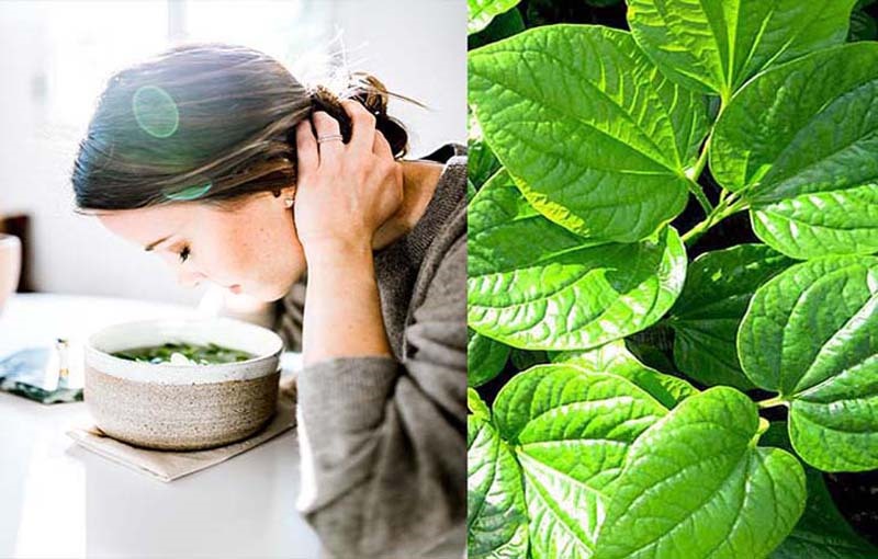 Trong lá lốt có các thành phần như piperin, piperidin, có tác dụng kháng khuẩn hữu hiệu. Ảnh: Đông y Việt