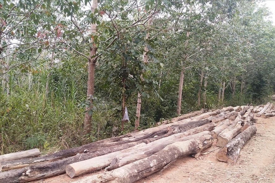Nạn phá rừng ở Gia Lai gần đây vẫn xảy ra và chưa bị xử lý. Ảnh: Thanh Tuấn