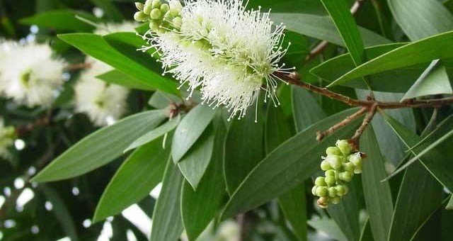 Sử dụng tinh dầu từ cây tràm là một cách khá hiệu quả để làm sạch không khí. Ảnh minh họa.