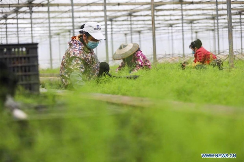 Trong một nhà kính trồng cây thuốc ở thị trấn Xingren, huyện Đan Trại, Châu tự trị Kiềm Đông Nam, phía tây nam tỉnh Quý Châu, Trung Quốc, ngày 11.2. Ảnh: Tân Hoa Xã