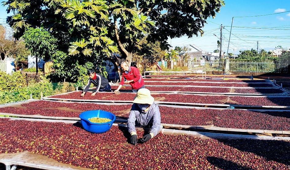 Xuất khẩu nông sản của Việt Nam bị ảnh hưởng bởi dịch bệnh COVID-19. Ảnh: Kh.V