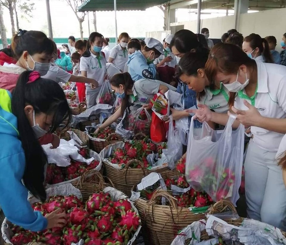 Công đoàn Công ty Nidec Việt Nam giúp nông dân tiêu thụ Thanh Long. Ảnh K.H Công đoàn Công ty Nidec Việt Nam giúp nông dân tiêu thụ Thanh Long. Ảnh K.H