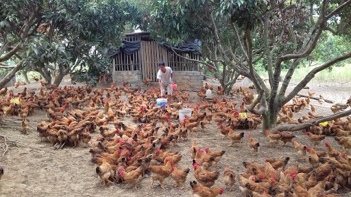 Tiêm phòng là biện pháp hữu hiệu ngừa bệnh cúm cho đàn gia cầm. Ảnh:Khuyến nông Bắc Giang