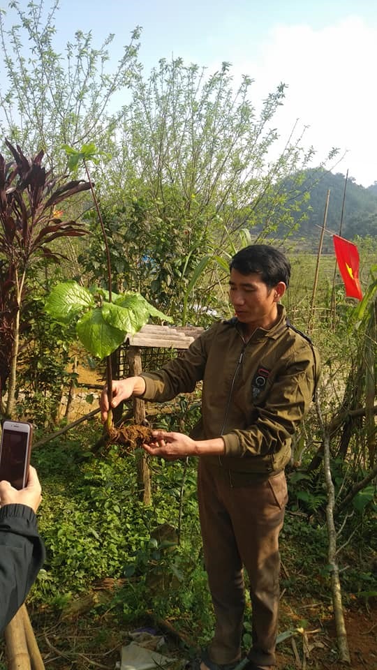 Ngân Văn Đức - Trưởng bản Son - giới thiệu cây thuốc quý “Thất diệp nhất chi hoa” (cây bảy lá một hoa) mà anh trồng ở sân nhà. Đây là loài đã được ghi trong Sách Đỏ Việt Nam (1996) với cấp đánh giá “hiếm” (Bậc R).