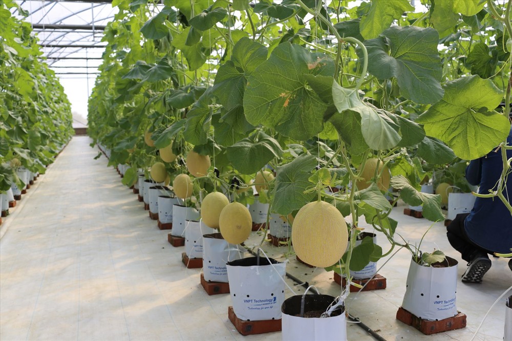 Ứng dụng c&ocirc;ng nghệ 4.0 g&oacute;p phần n&acirc;ng cao chất lượng v&agrave; gi&aacute; trị n&ocirc;ng sản. Ảnh minh họa.