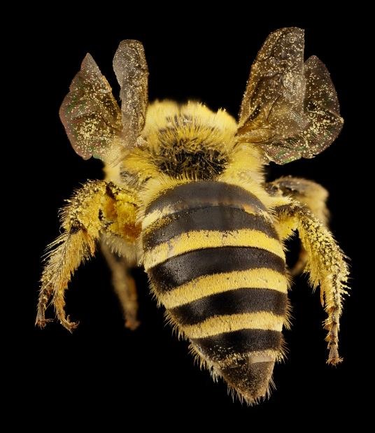Loài Colletes hederae có nguồn gốc từ Anh và là một chuyên gia về cây thường xuân. Nó từng được gộp chung với một loài khác trông rất giống nhau, Droege giải thích, cho đến khi các nhà nghiên cứu nhận thấy chế độ ăn uống hạn chế của nó. Ảnh (SAM DROEGE)