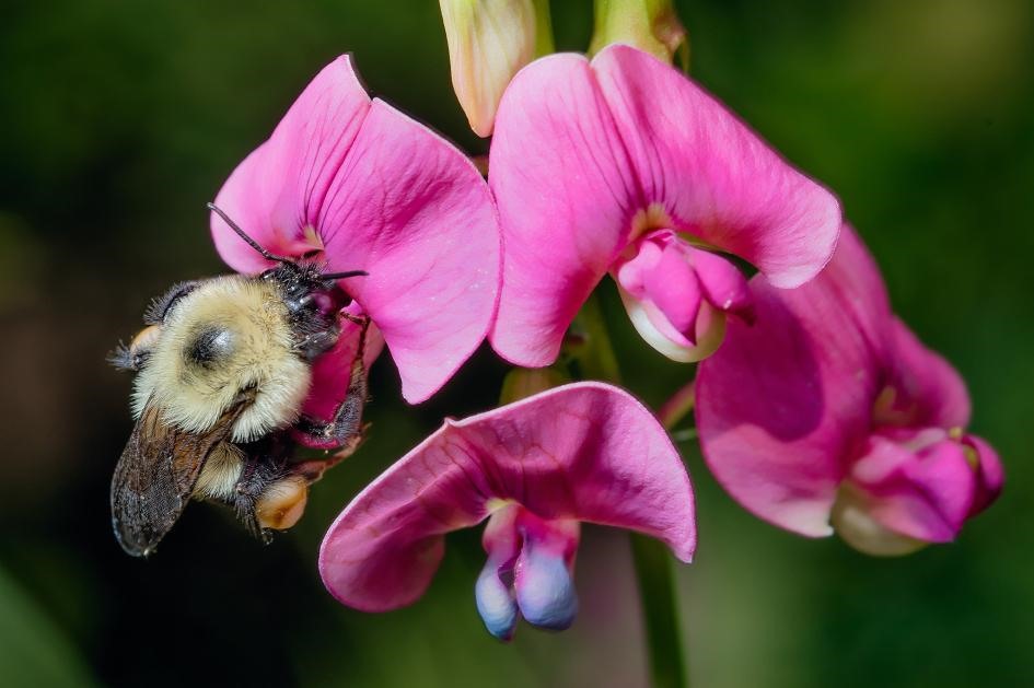 Bumblebees là loài ong thợ chính hiệu, nó giúp thụ phấn cho nhiều loại thực vật hoang dã, cũng như các loại cây trồng quan trọng như cà chua, bí, và nhiều loại quả mọng khác. Ảnh (ANTOINE MORIN)
