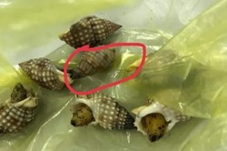 Khánh Hòa: Ngộ độc ốc biển, 3 người nhập viện, 1 người chết