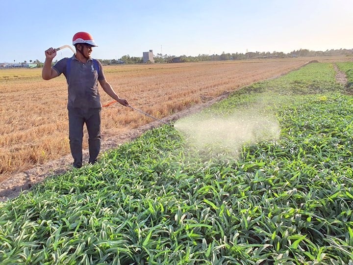 Với diện tích chỉ 500 m vuông, anh Thạch Hồng, xã Hưng Hội, huyện Vĩnh Lợi, Bạc Liêu trồng rau muống ruộng cứ 10 ngày thu hoạch một lần, mỗi lần bán 5 triệu đồng (ảnh Nhật Hồ)