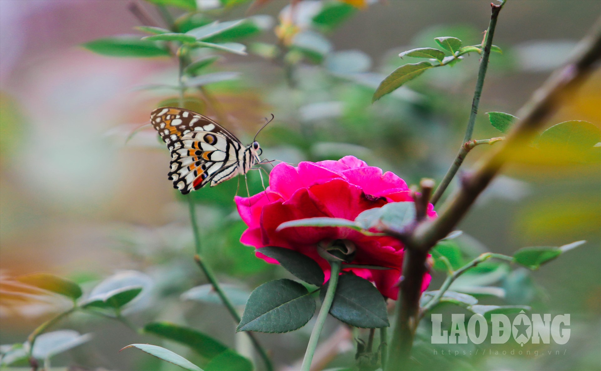 Hàng trăm gốc hồng cổ lần đầu bung nở ở Hoàng Thành Thăng Long