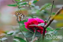 Hàng trăm gốc hồng cổ lần đầu bung nở ở Hoàng Thành Thăng Long