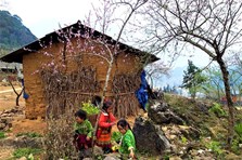 Hoa tháng 3 đậm sắc hương núi rừng giữa trời Hà Giang