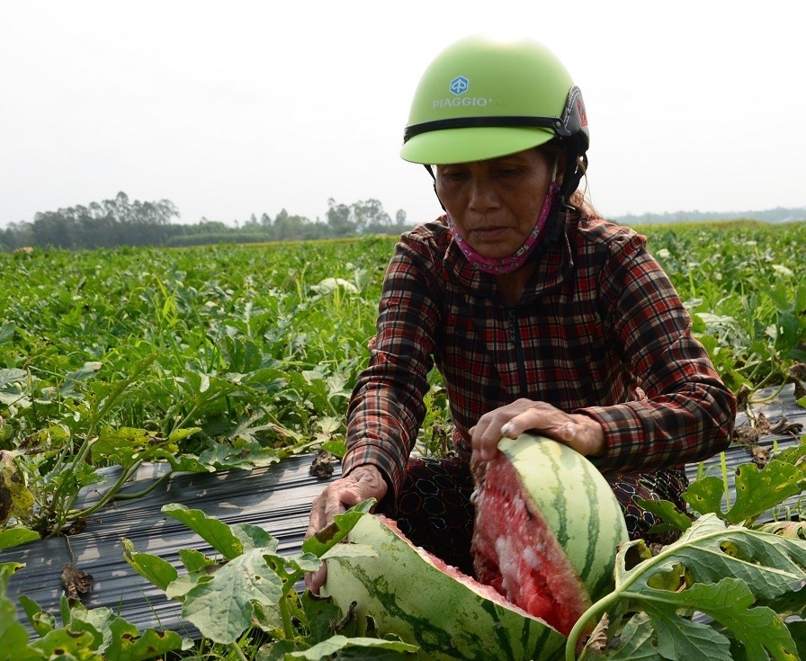 Quảng Ngãi: Dưa hấu chín rục, người dân điêu đứng