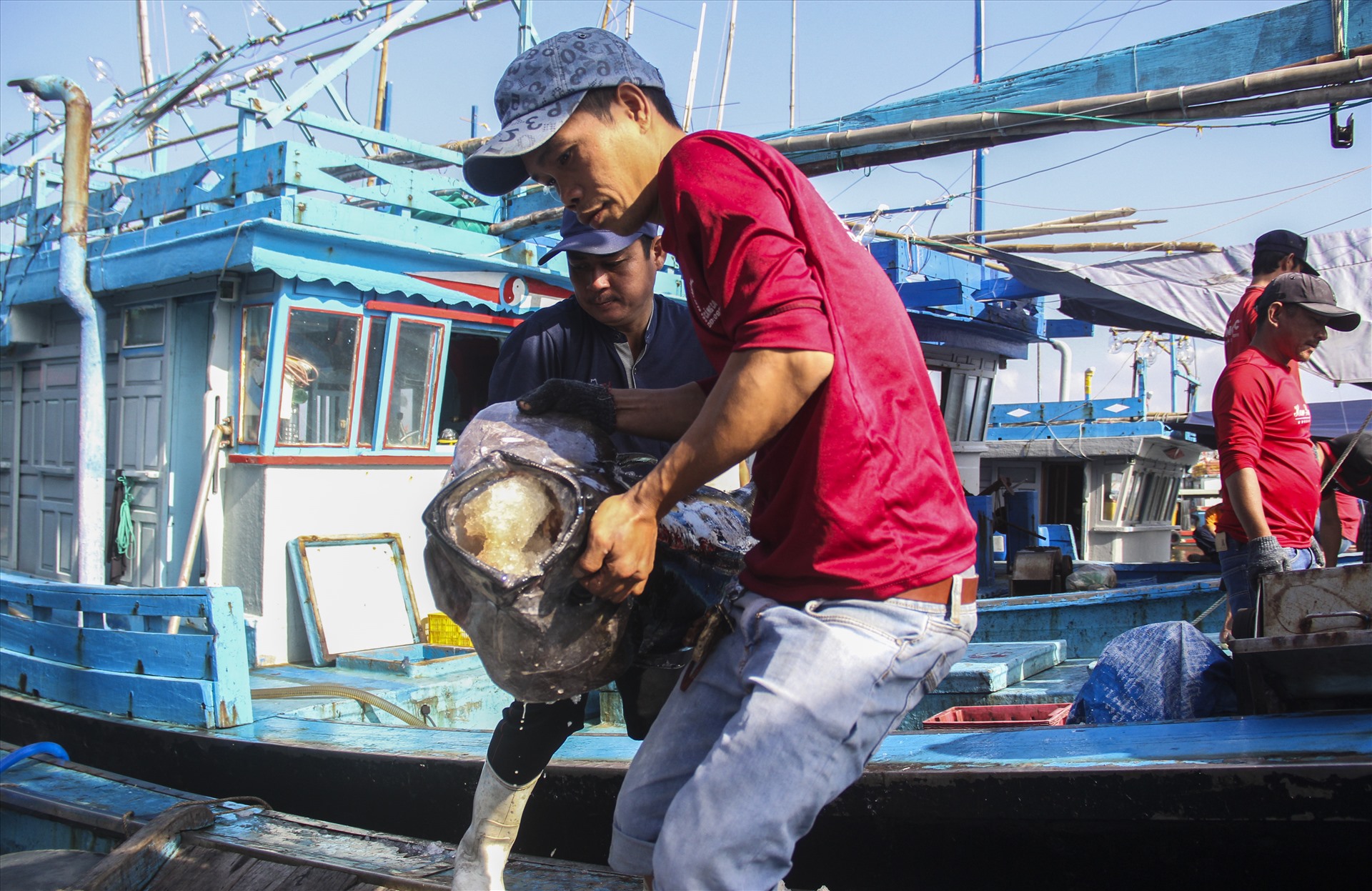 Ngư dân Bình Định khai thác cá ngừ đại dương.