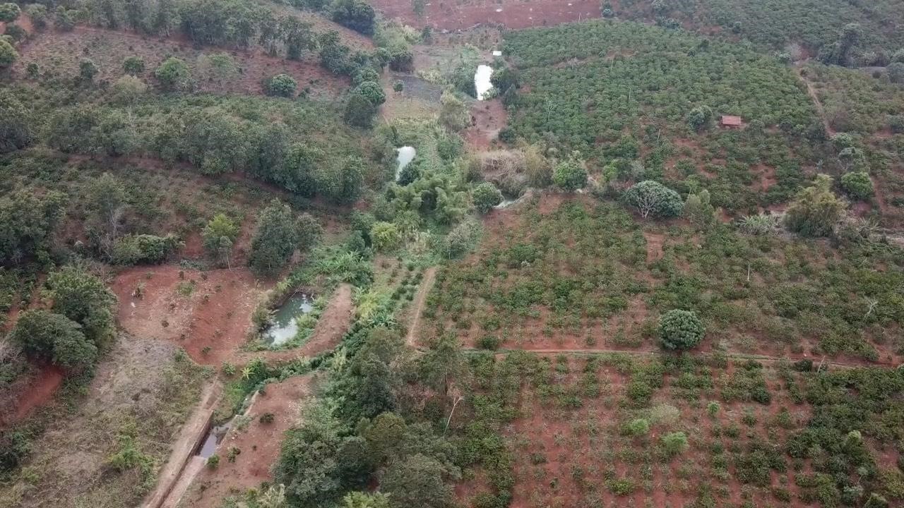 Tại xã Ea H’leo (huyện Ea H’leo), có hơn 7.000ha cây trồng hàng năm đang trong tình cảnh chết cháy vì không thể tìm được nguồn nước phục vụ sản xuất. Nông dân đang ngửa mặt chờ... trời.