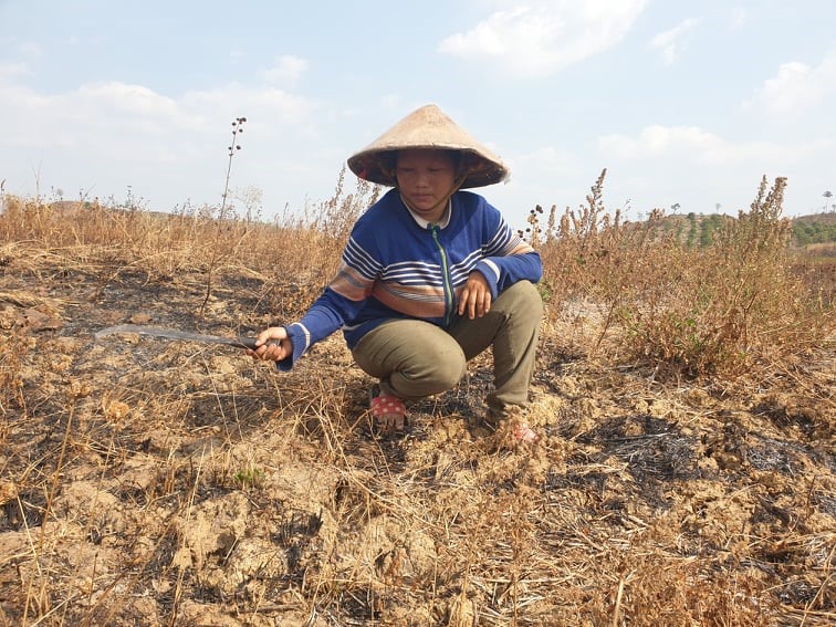 Dọc vùng hạn Ea Súp nhiều tháng nay chỉ thấy một màu héo úa của cây cỏ, ruộng vườn… Để ứng phó hạn, huyện Ea Súp đưa ra nhiều giải pháp, nhưng nếu không sớm có hồ thủy lợi thì ngành Nông nghiệp địa phương sẽ điêu tàn.