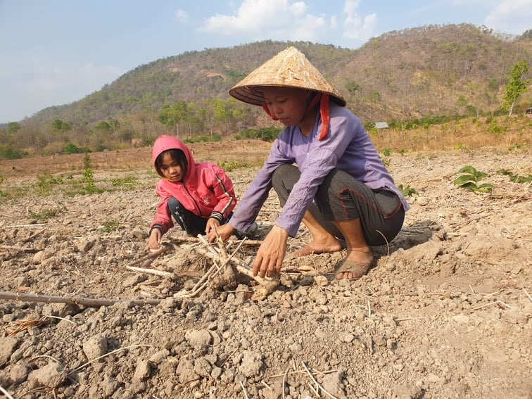 Dọc vùng hạn Ea Súp nhiều tháng nay chỉ thấy một màu héo úa của cây cỏ, ruộng vườn… Để ứng phó hạn, huyện Ea Súp đưa ra nhiều giải pháp, nhưng nếu không sớm có hồ thủy lợi thì ngành Nông nghiệp địa phương sẽ điêu tàn.