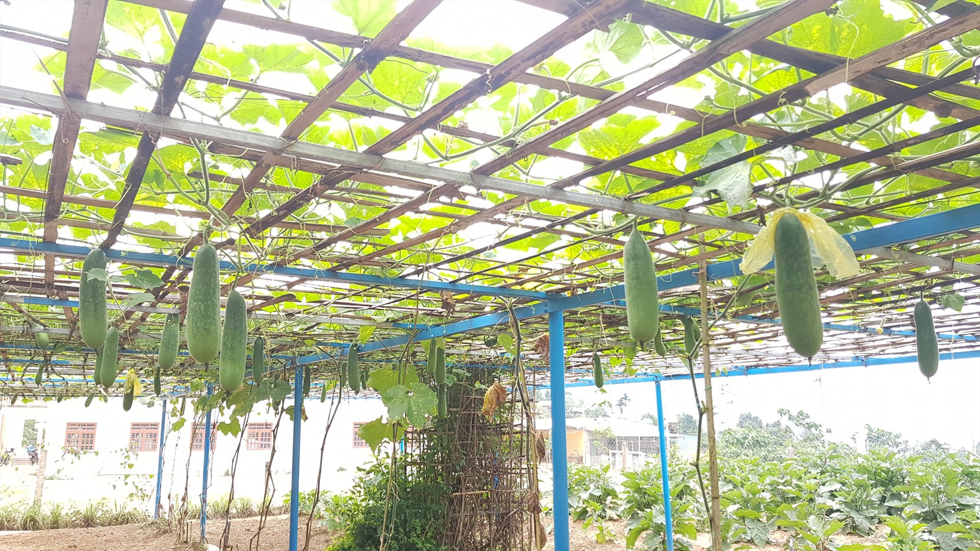 Vườn bầu sai trĩu quả