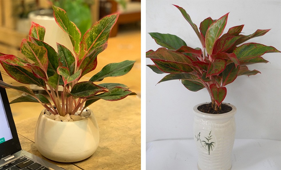 Cây phú quý thuộc họ Ráy (Araceae). Thân cây có màu trắng hồng và được tạo thành từ những bẹ lá. Ảnh: ST
