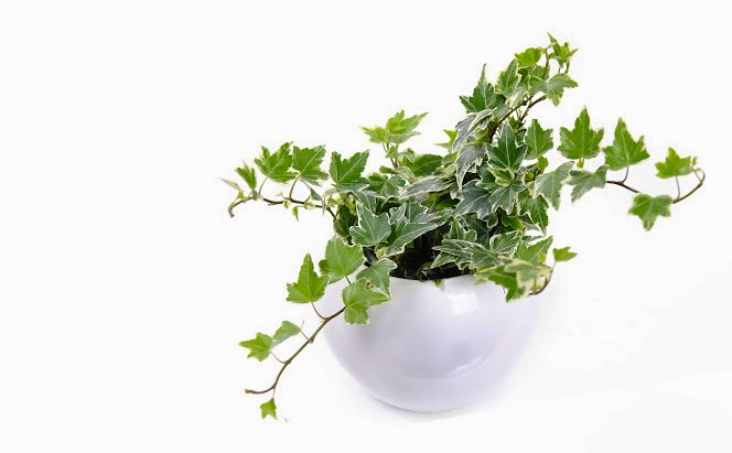 Cây thường xuân hay còn gọi khác là dây thường xuân, dây lá nho, trường xuân, vạn niên,… Loại cây dây leo này phát triển mạnh trong không gian nhỏ, thậm chí cả trong phòng có cửa sổ hay nắng nhạt.