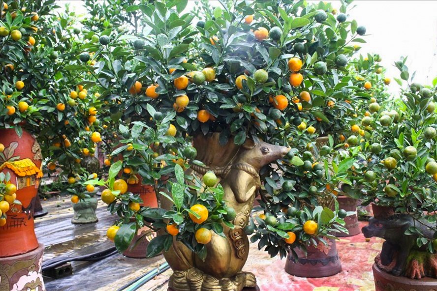 Cây họ cam quýt là loài cây lí tưởng để trồng trong nhà. Khi chúng ra hoa, mùi hương tỏa ra vô cùng dễ chịu. Ảnh: Kim Anh